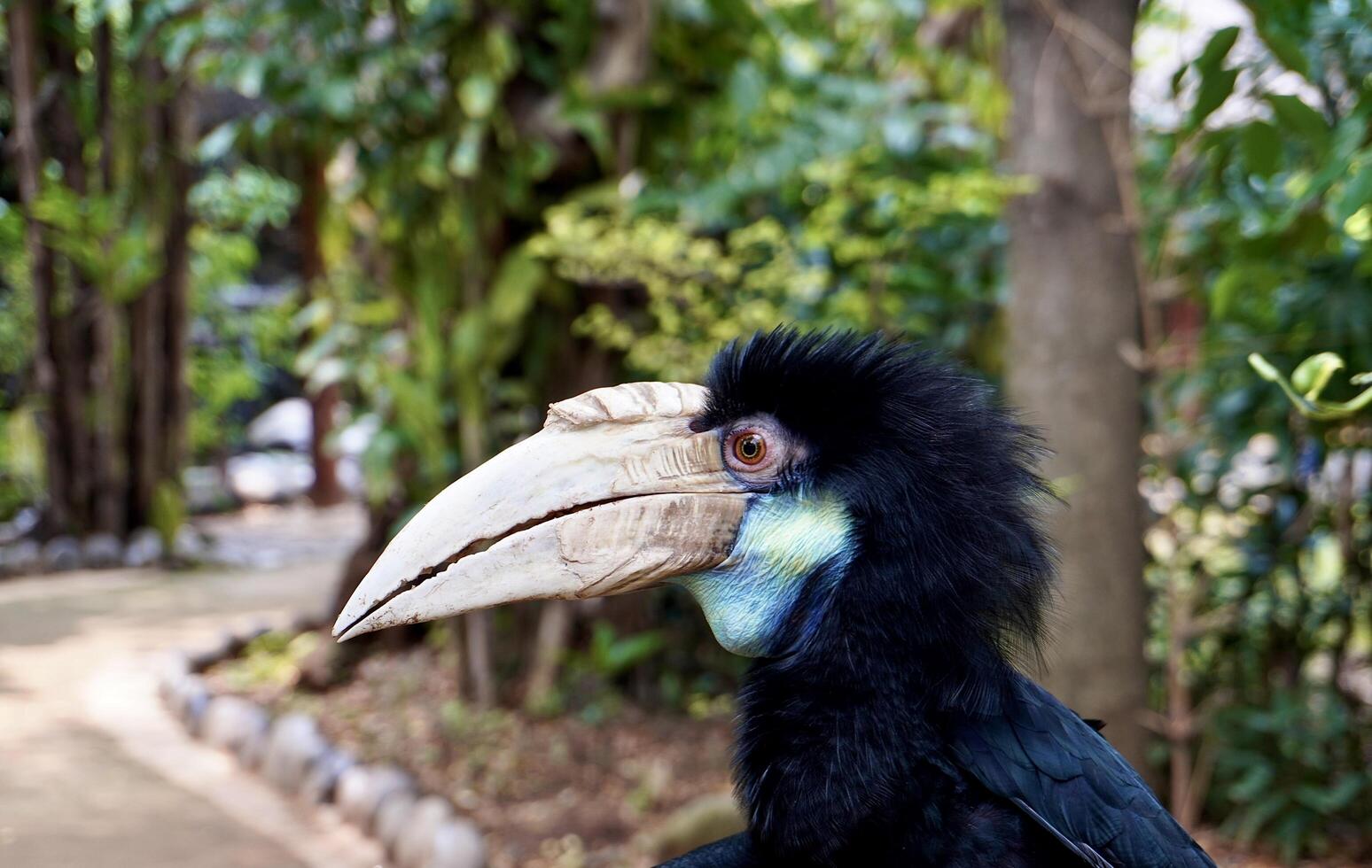 Wreathed hornbill or burung julang bird face from side view isolated on outdoor green botanical tree park environment background. photo