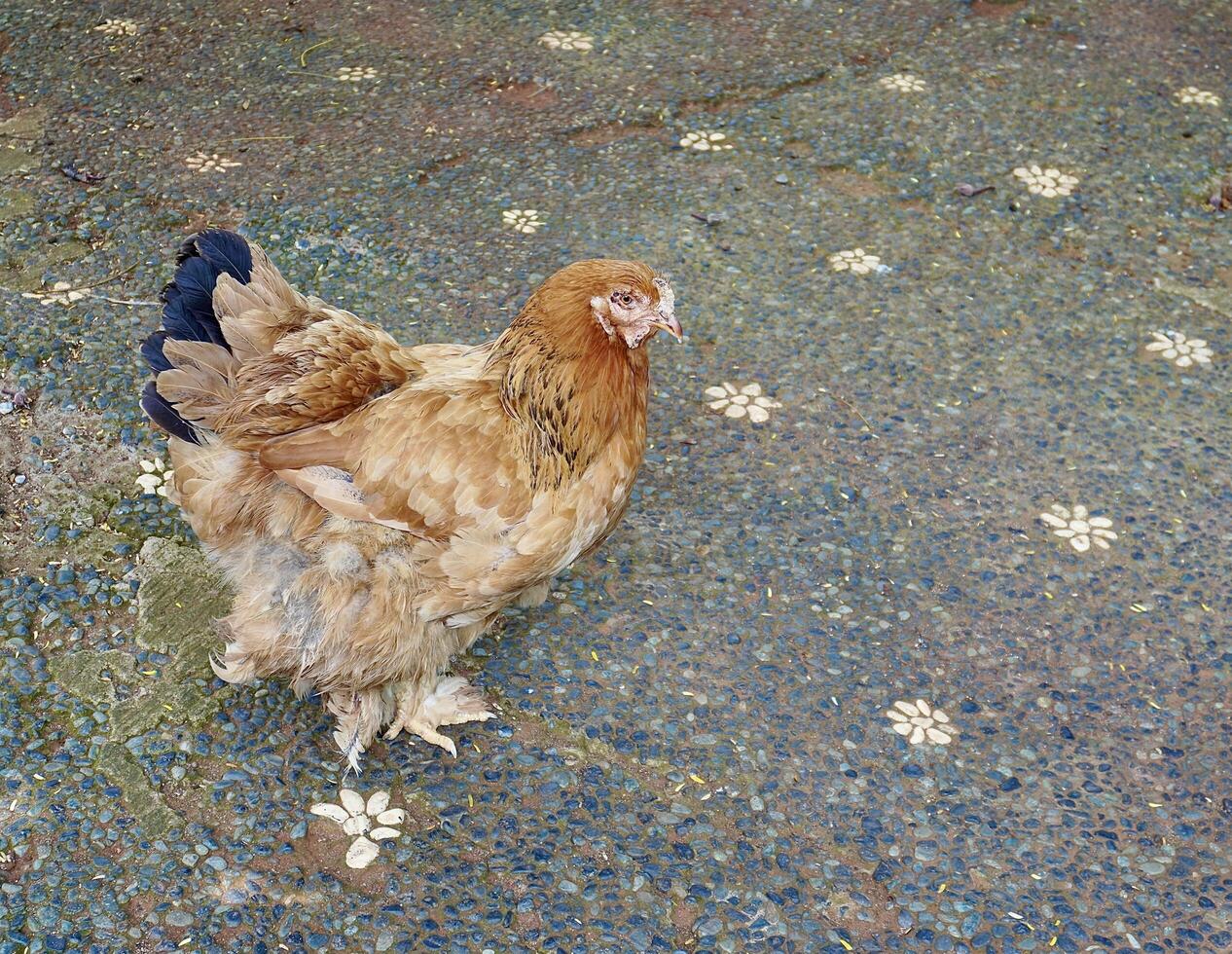 Chicken with brown feathers standing on horizontal outdoor park stone ground pavement walk way background. photo