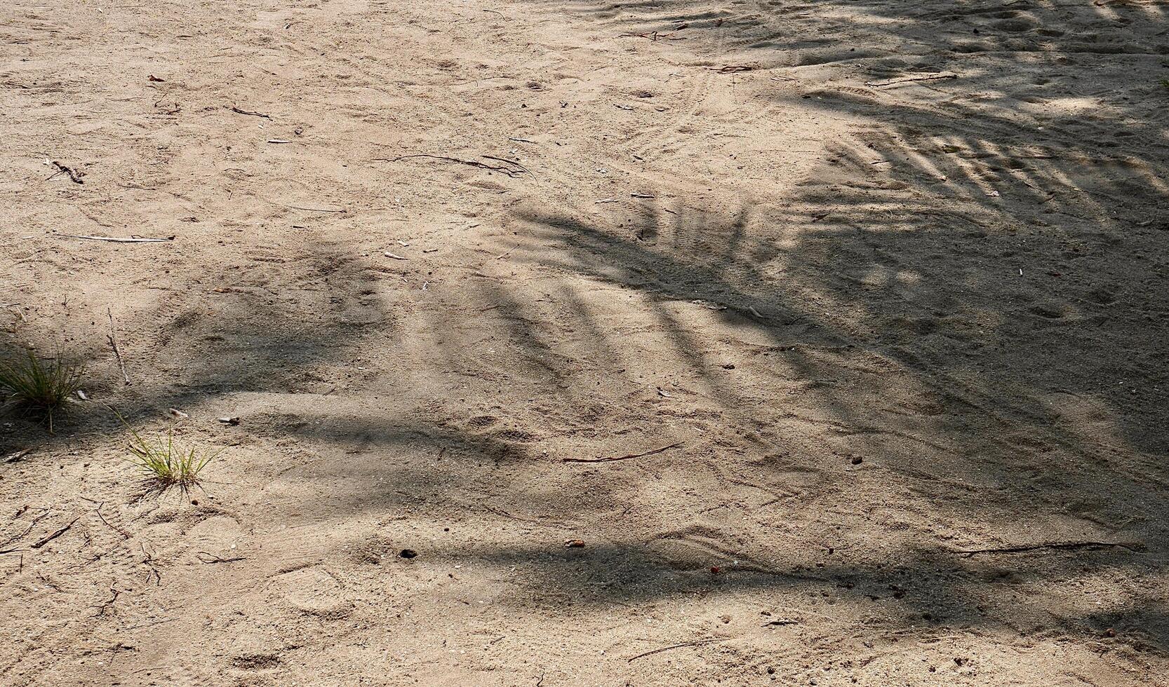 Palm leaves shadow on grunge beach sand ground flooring texture isolated on horizontal ratio background. photo