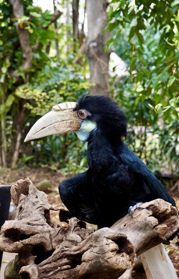 Wreathed hornbill or burung julang bird isolated on vertical outdoor green botanical tree leaves and woods environment background. photo
