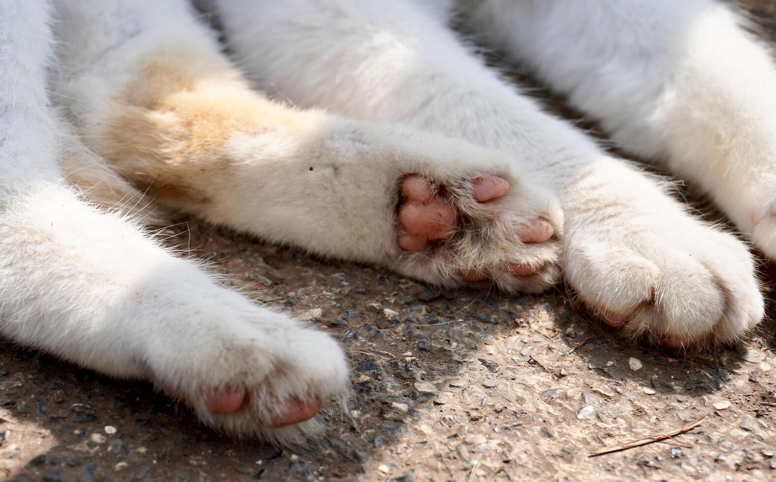 Cute stray cat hands and feet pink paw photography isolated on horizontal stone concrete ground surface background. photo