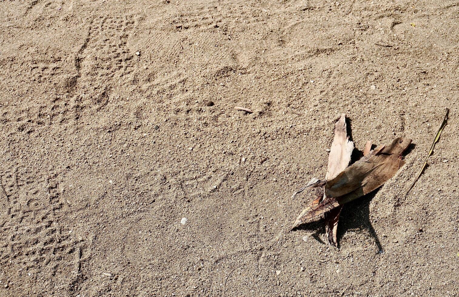 Dry leaves on beach sand ground flooring texture with shoeprints isolated on horizontal ratio background. photo