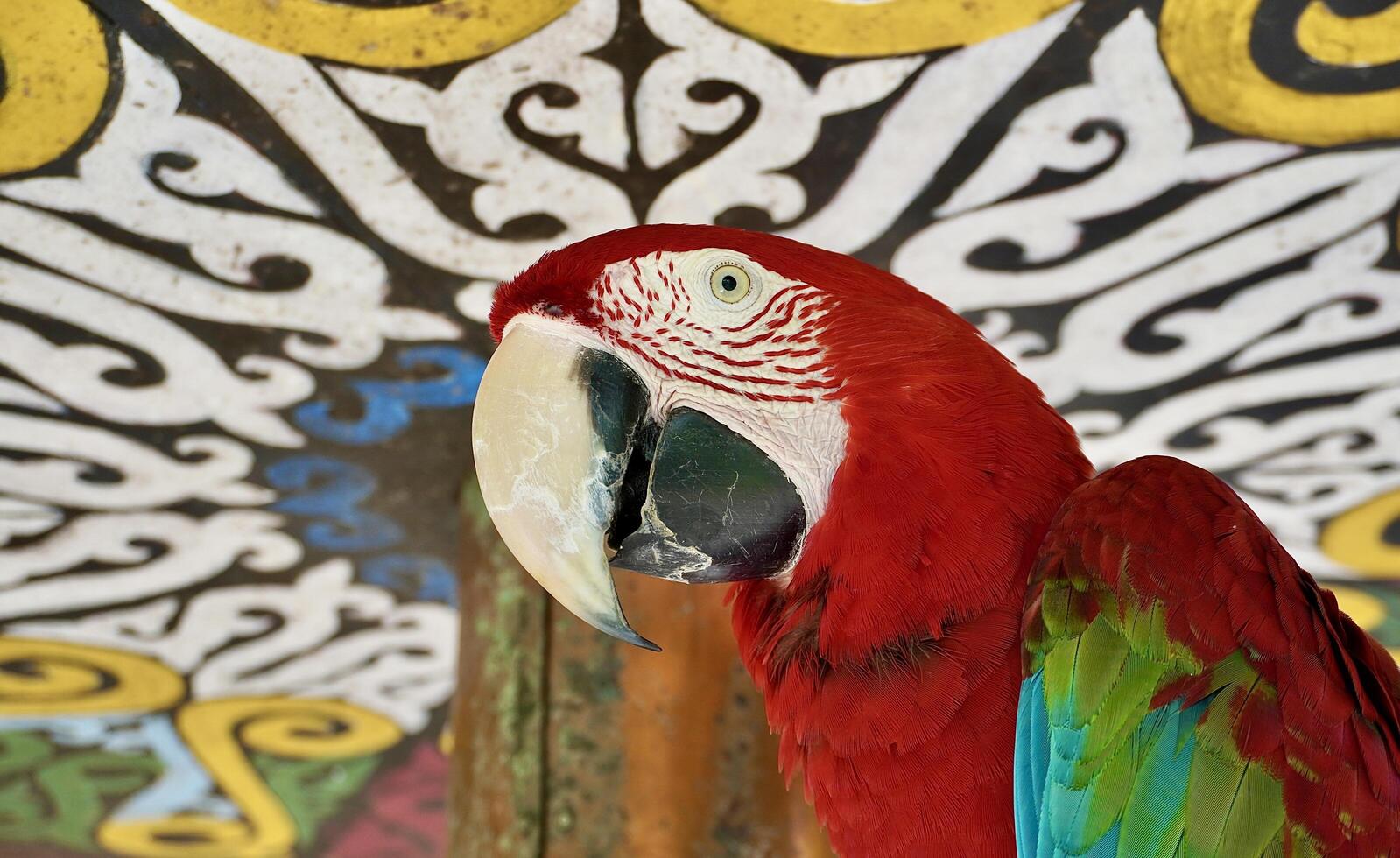 Beautiful red, green, and blue parrot bird isolated on horizontal outdoor decorative wall and roofing background. photo