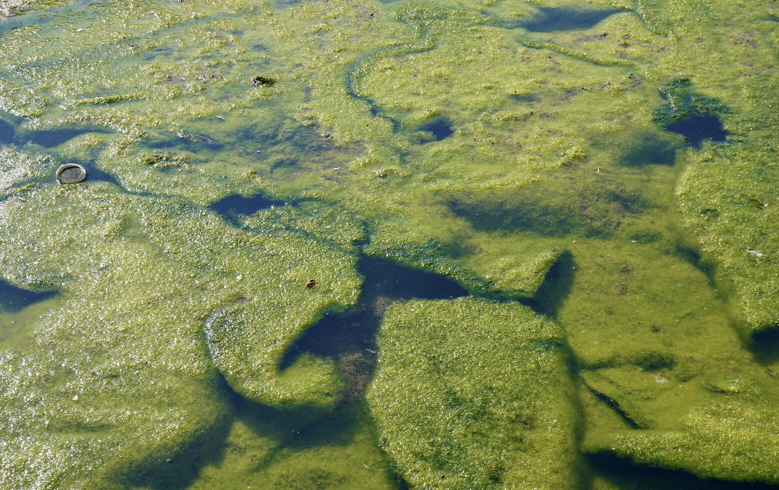Dense algae bloom on sea water surface isolated on horizontal full frame background. photo