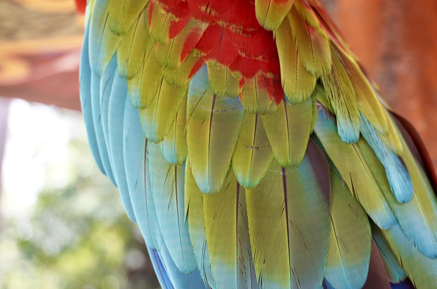Beautiful red, green, and blue colored soft parrot bird wing feather texture isolated on horizontal outdoor background. photo
