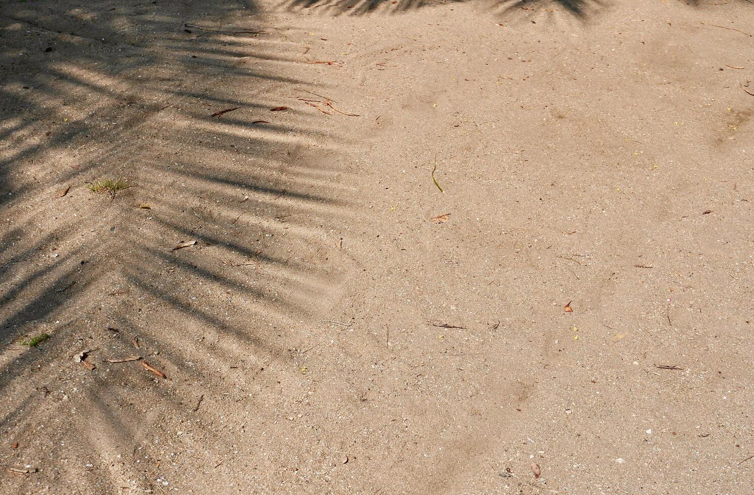 Palm tree leaf shadow on beach sand ground flooring texture isolated on horizontal ratio copy spaced background. photo