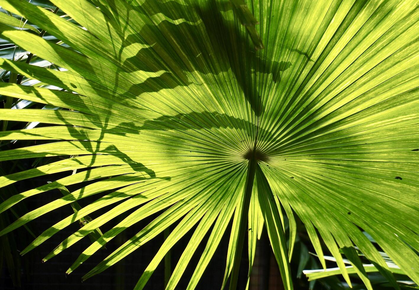 Saribus rotundifolius or Anahaw palm leaf texture isolated on horizontal ratio bright outdoor environment background. photo