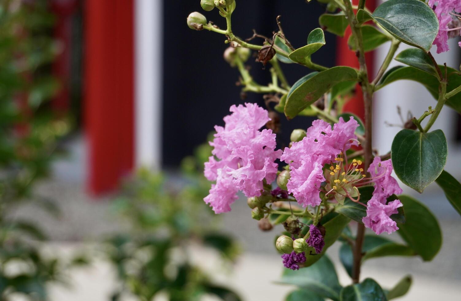 Pride of India pink colored flowering plant isolated on horizontal outdoor park building exterior environment background. photo