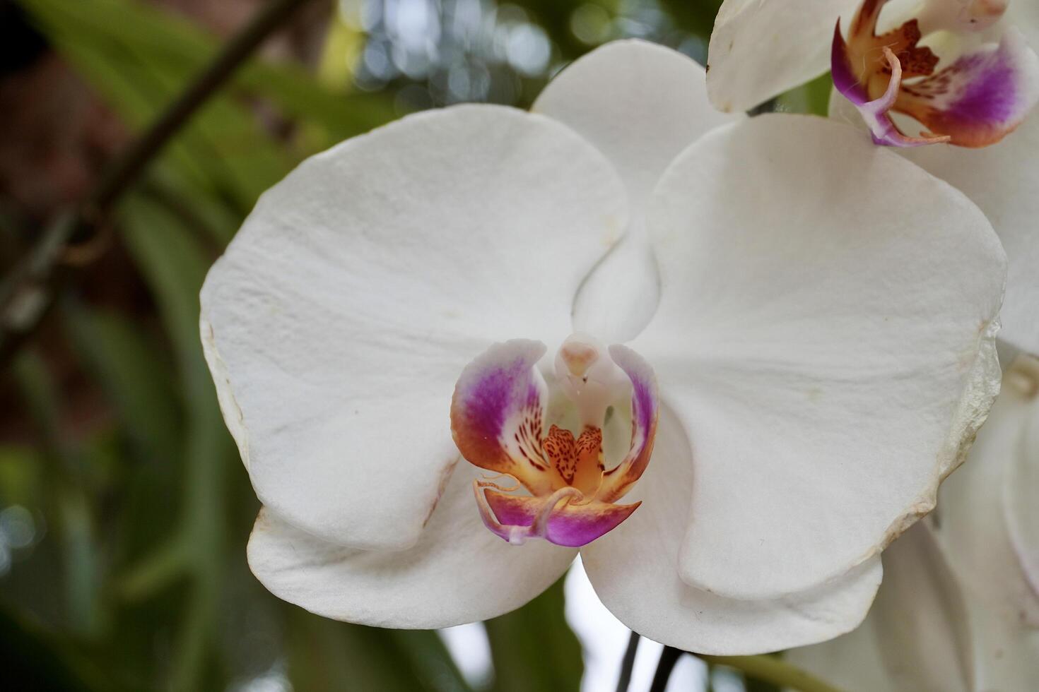 Close up white moth orchid flowers petal with pink detail colors isolated on horizontal outdoor tree environment texture background. photo