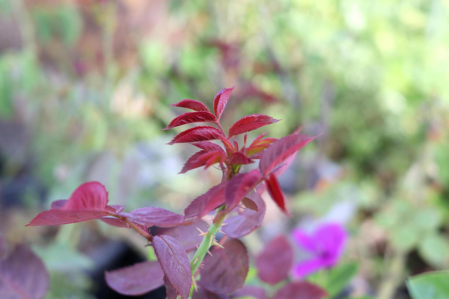 Red brown leaflet or young leaves growing on branch of rose in Thailand. photo