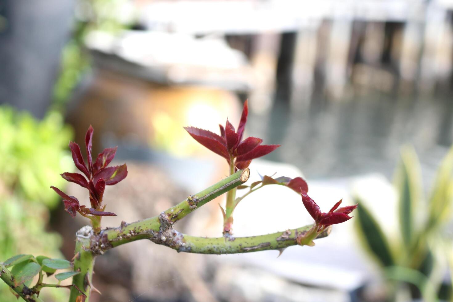 Red brown young leaves growing on rose's branches. photo