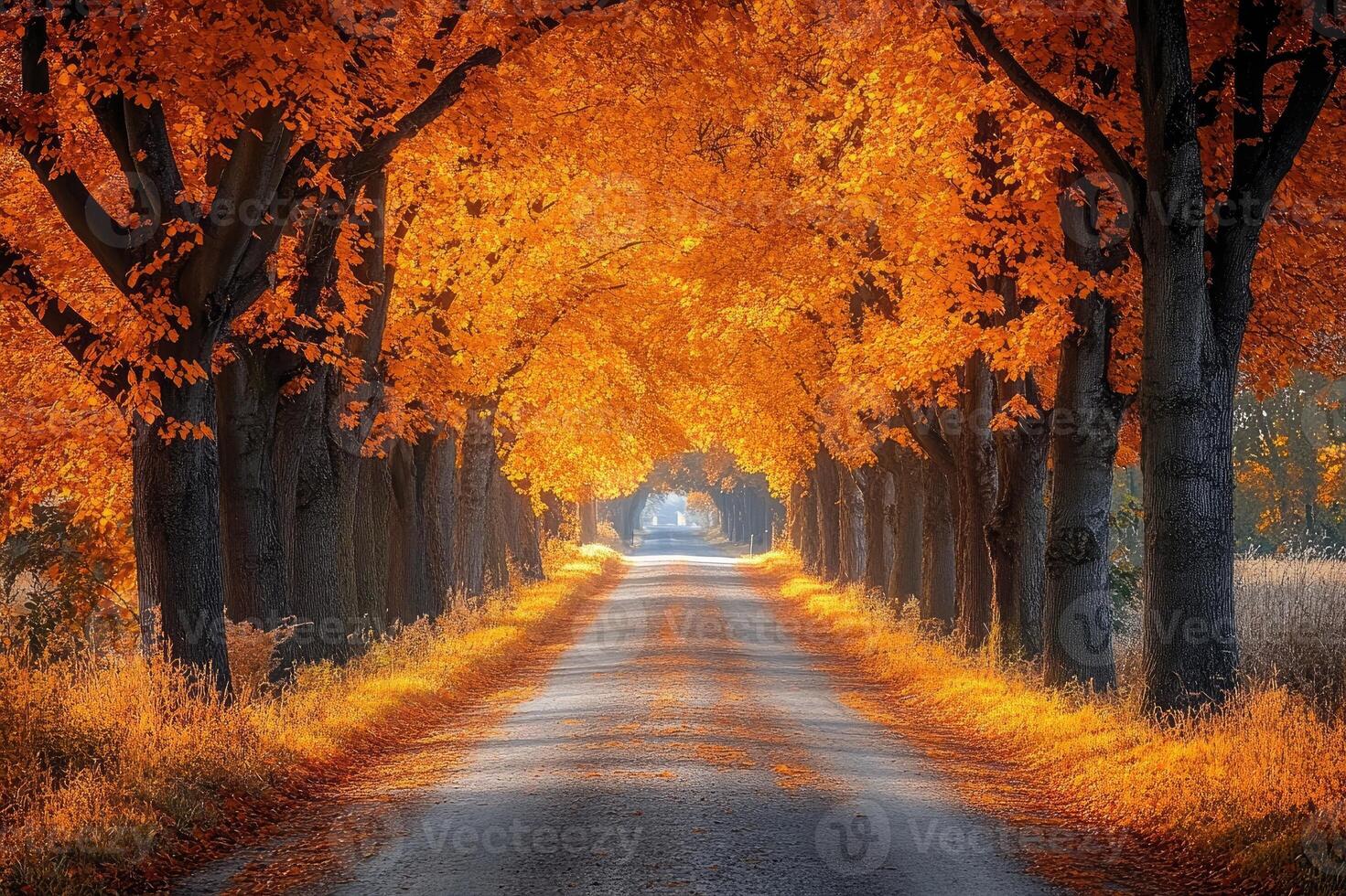 Country road passing through a golden tunnel of trees in autumn photo