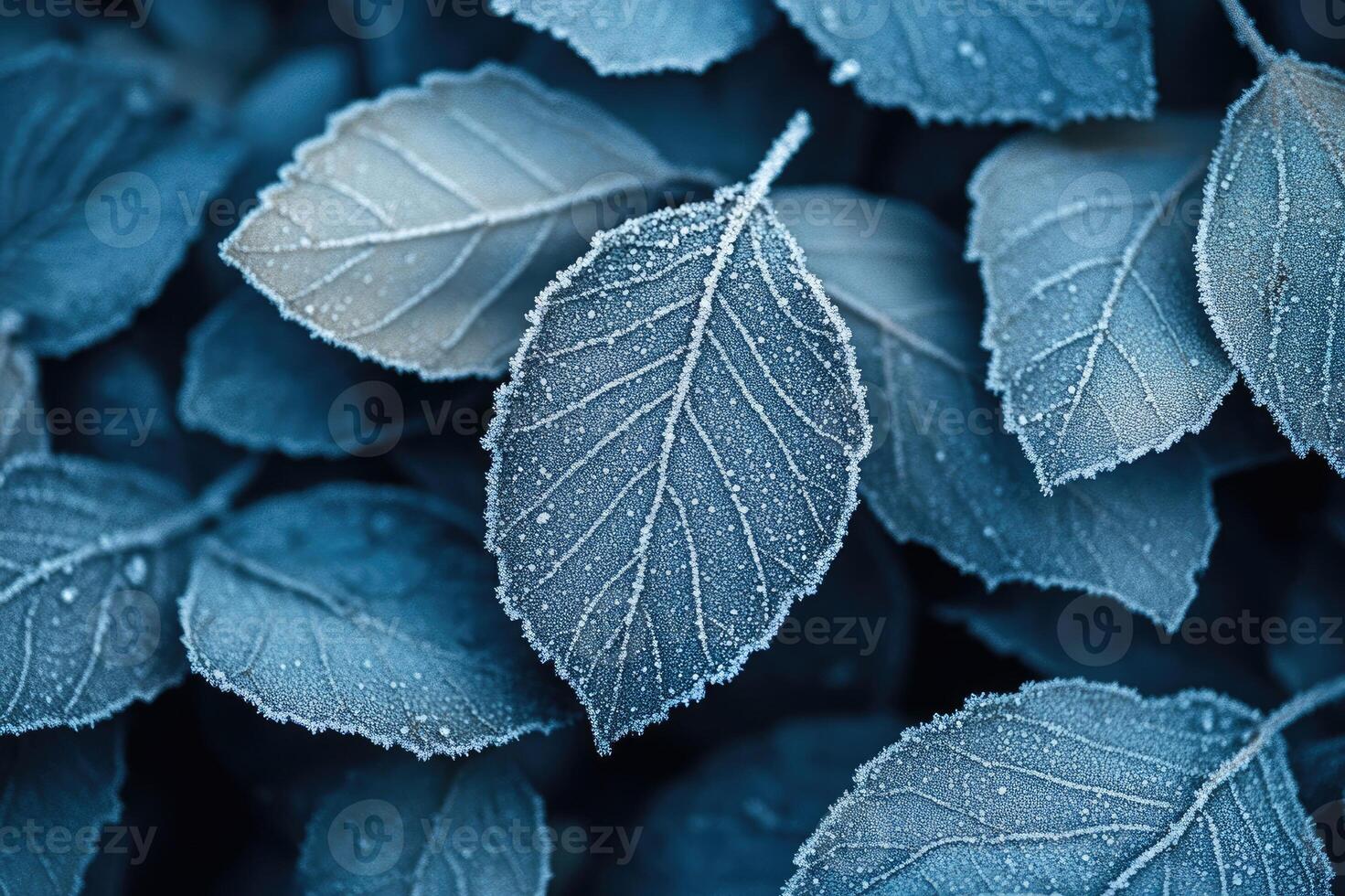 Frozen leaves covered with hoarfrost creating winter background photo