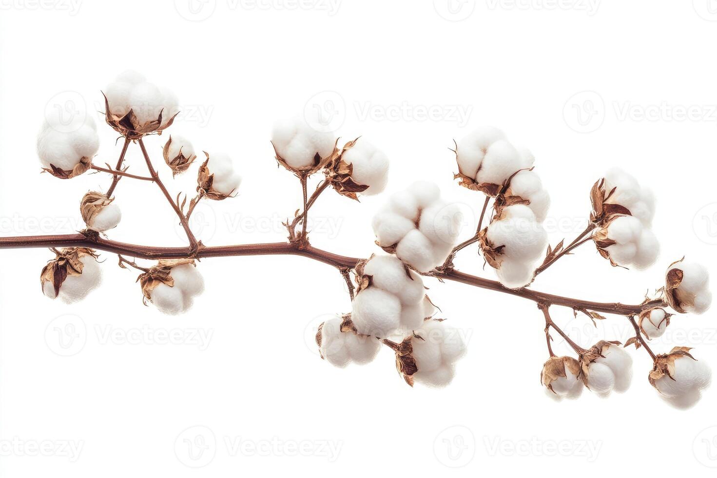 Cotton plant branch blooming with soft white fluffy bolls photo