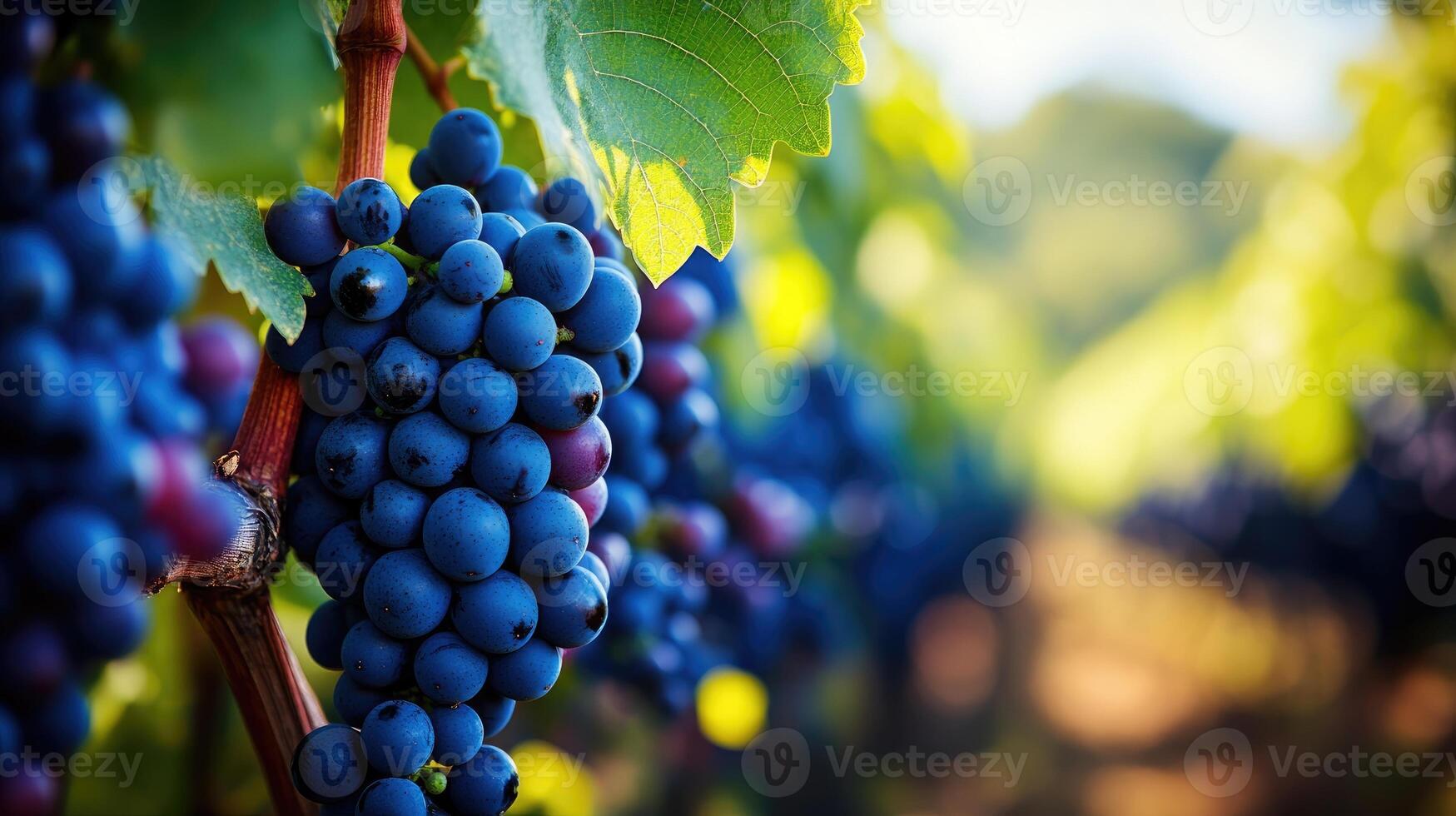 Bunches of ripe purple grapes hanging from the vine in a vineyard photo