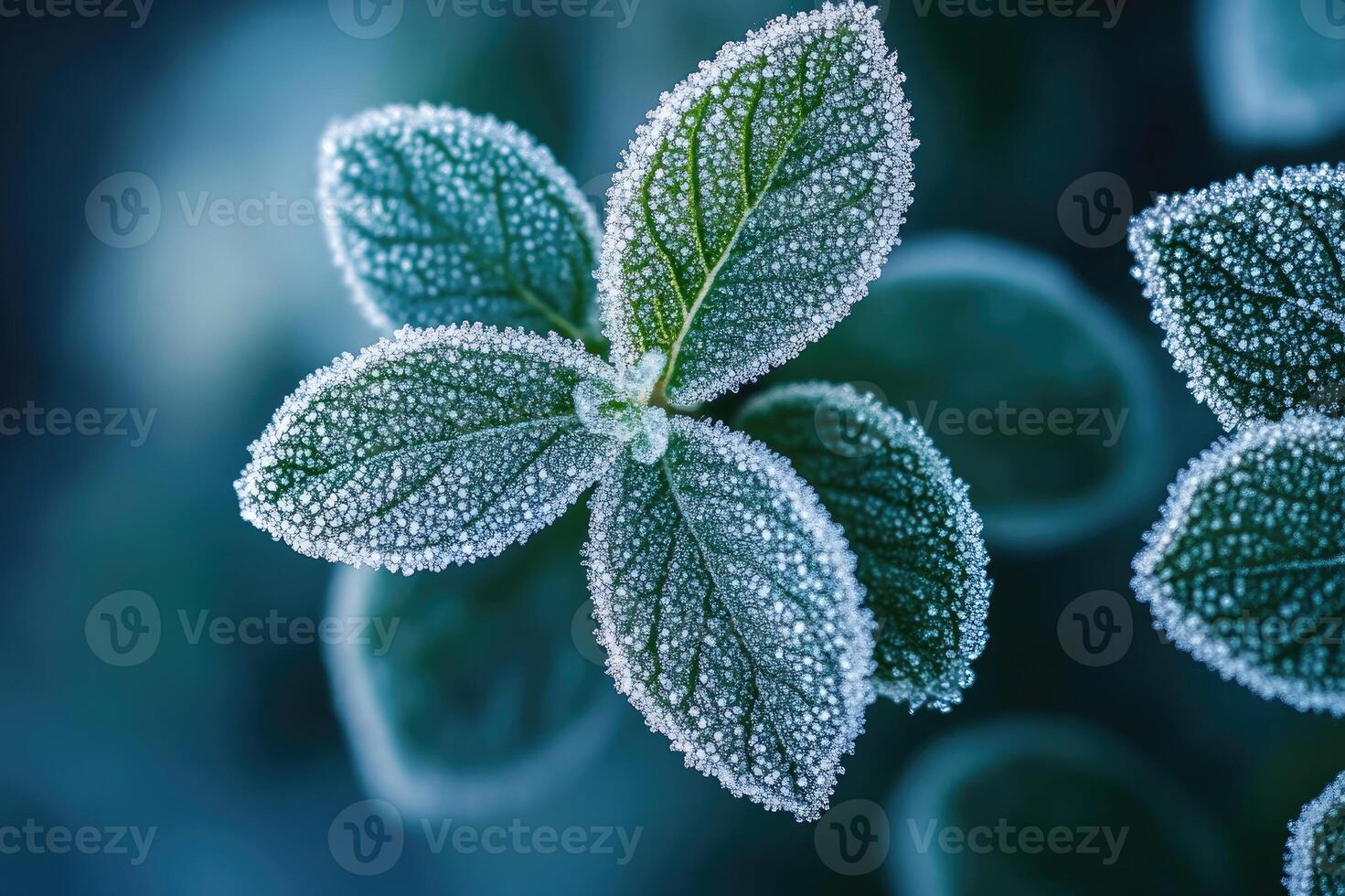 Frost covering green plant leaves on cold winter morning photo