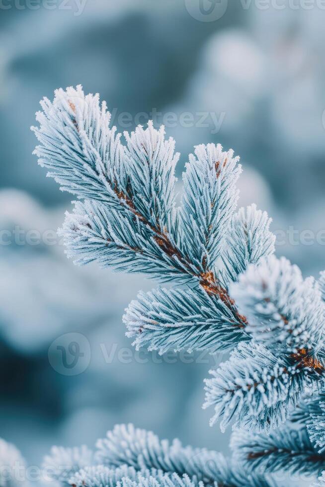 Close up of evergreen pine branches covered with frost in winter photo