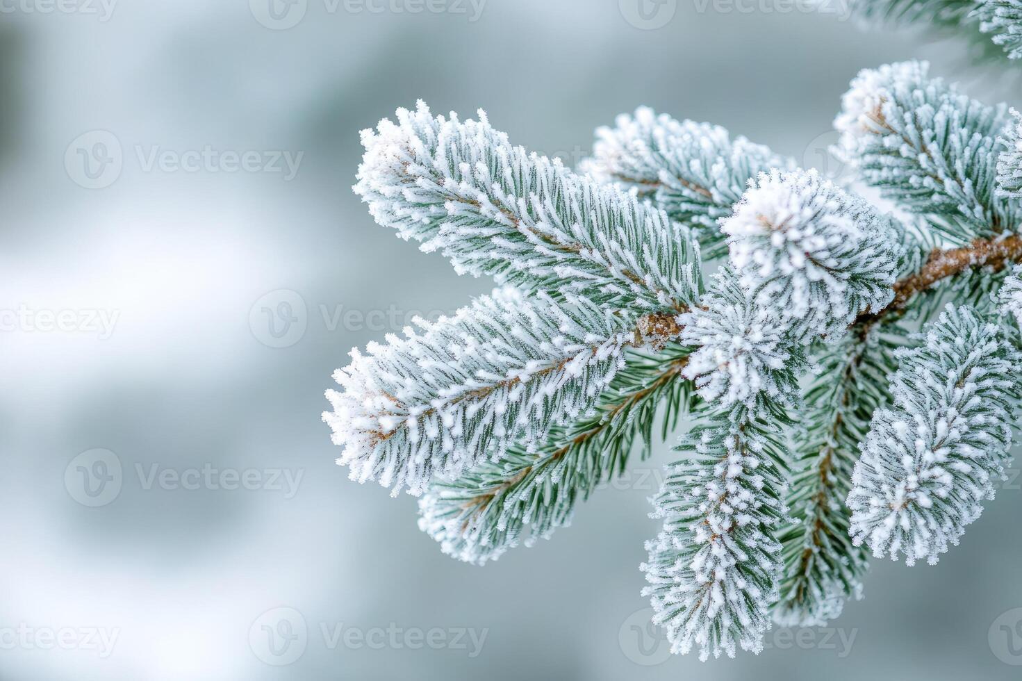 Close up of evergreen pine branches covered with frost in winter photo