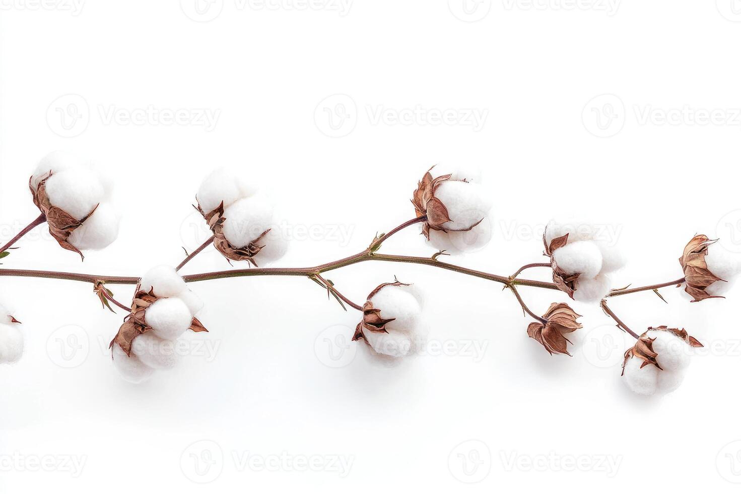 Cotton plant branch blooming with soft white fluffy bolls photo