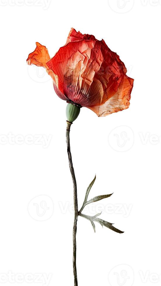 Withered Poppy Flower on White Background. Tribute to Heroes, Memorial Symbol, Reflection and Honor. photo