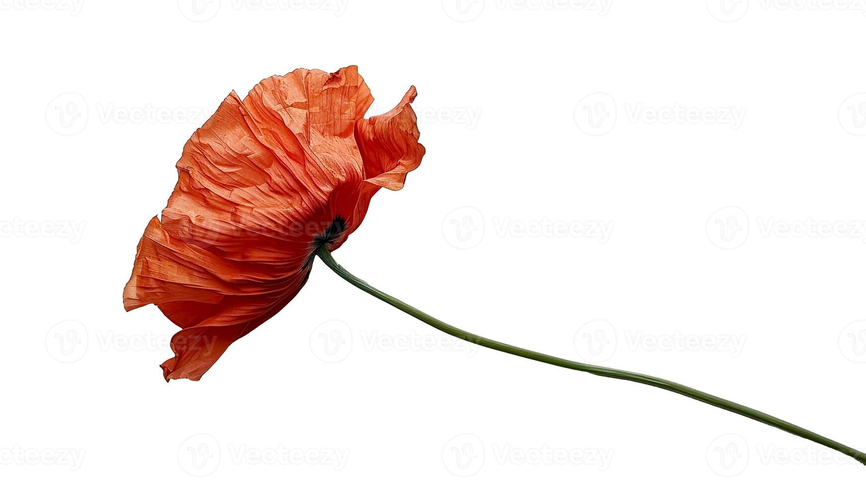 Withered Poppy Flower on White Background. Memorial Day Symbol, Remembrance, Honoring the Fallen. photo