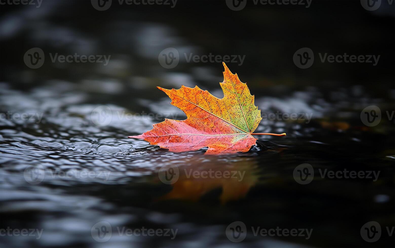 Maple leaf on water photo