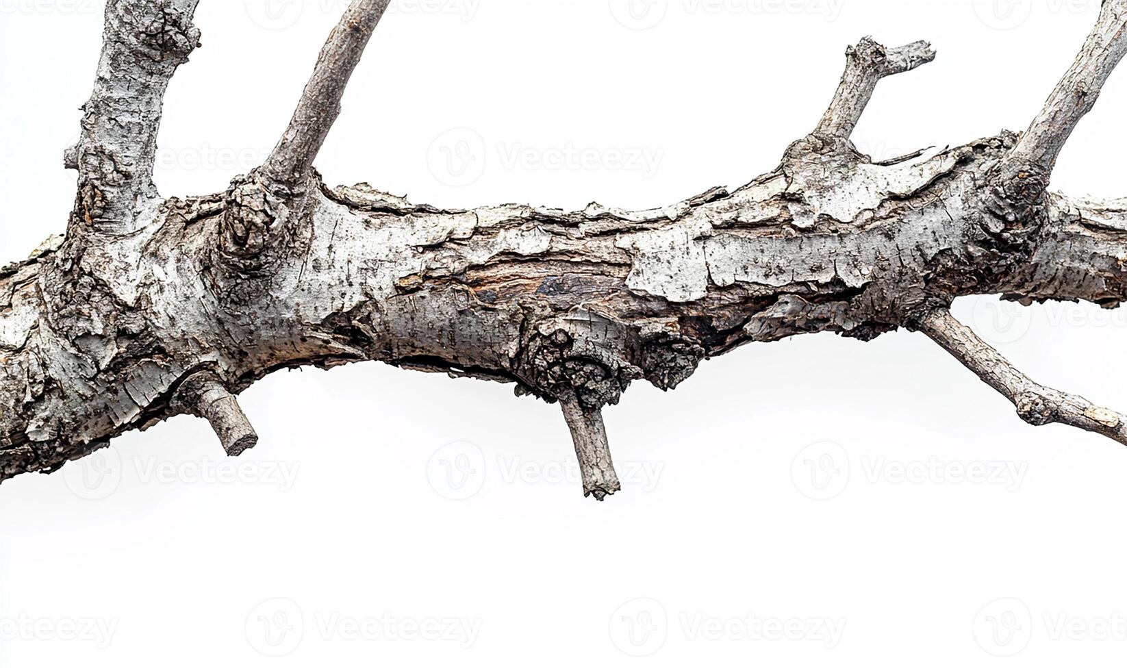 Tree without leaves photo