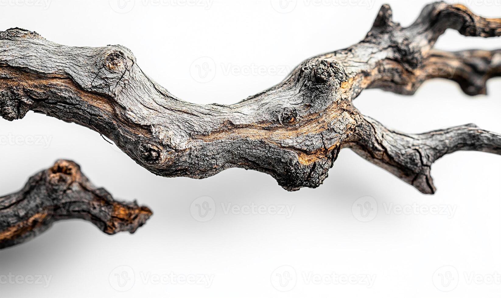 Tree with no leaves photo