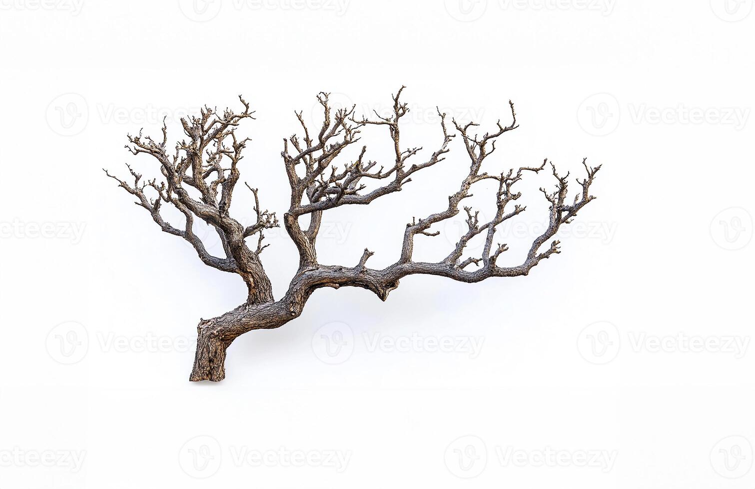 Dead tree close-up photo