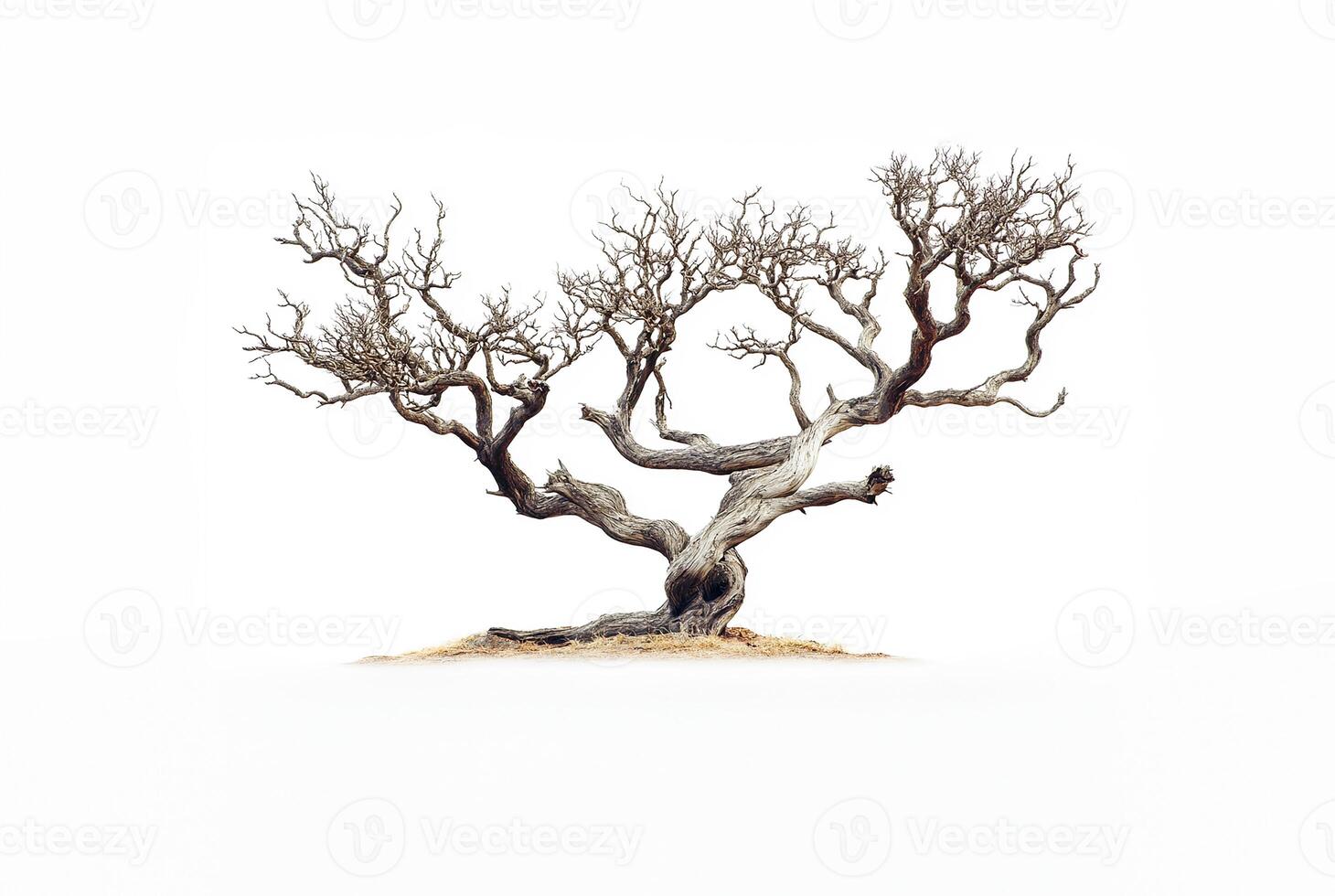 Isolated dry tree photo