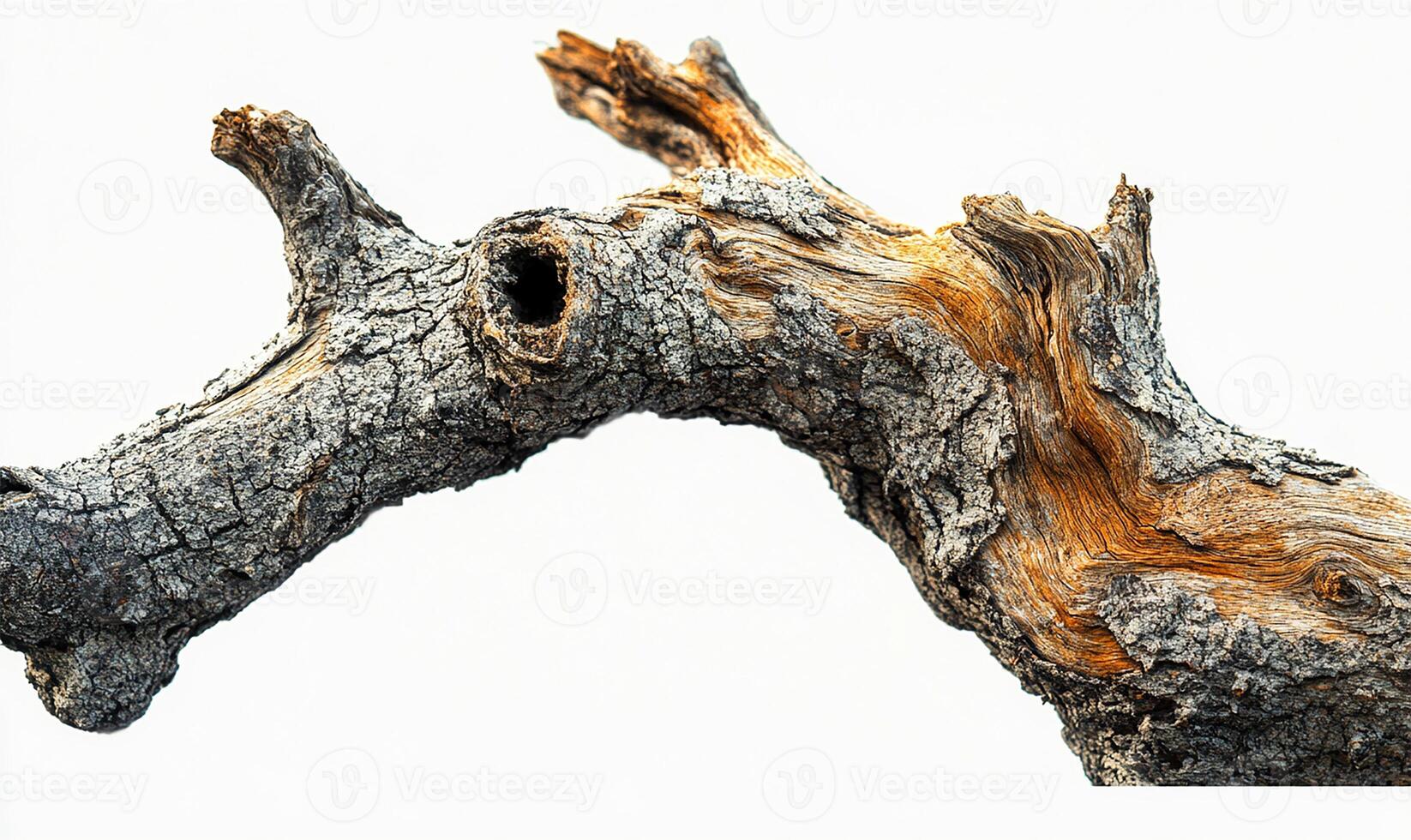 Leafless tree detail photo