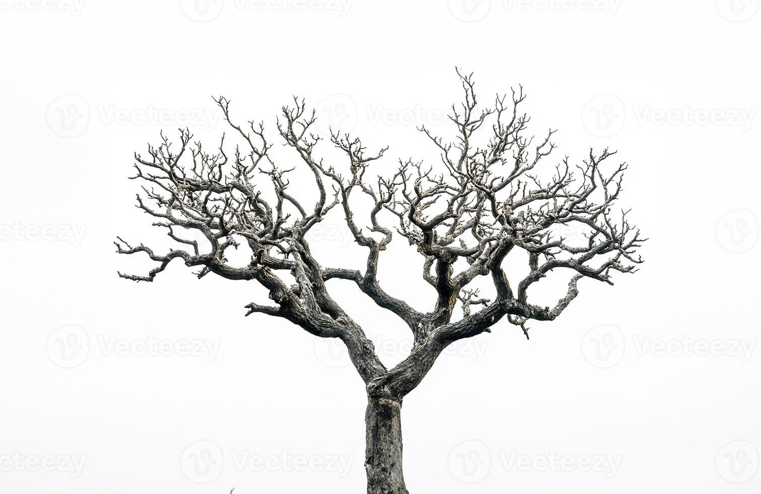 Isolated dead tree photo