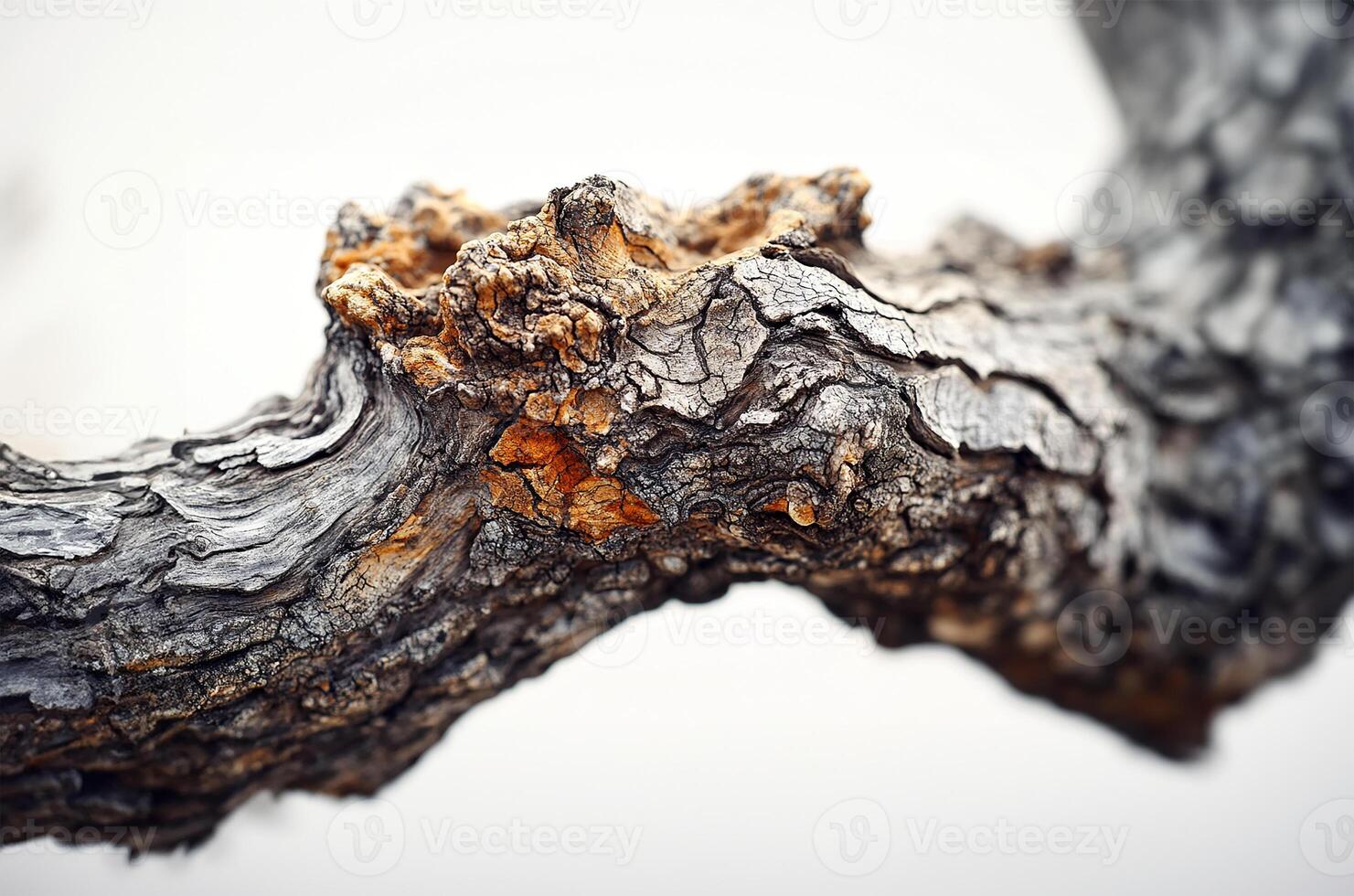 Isolated dead tree photo