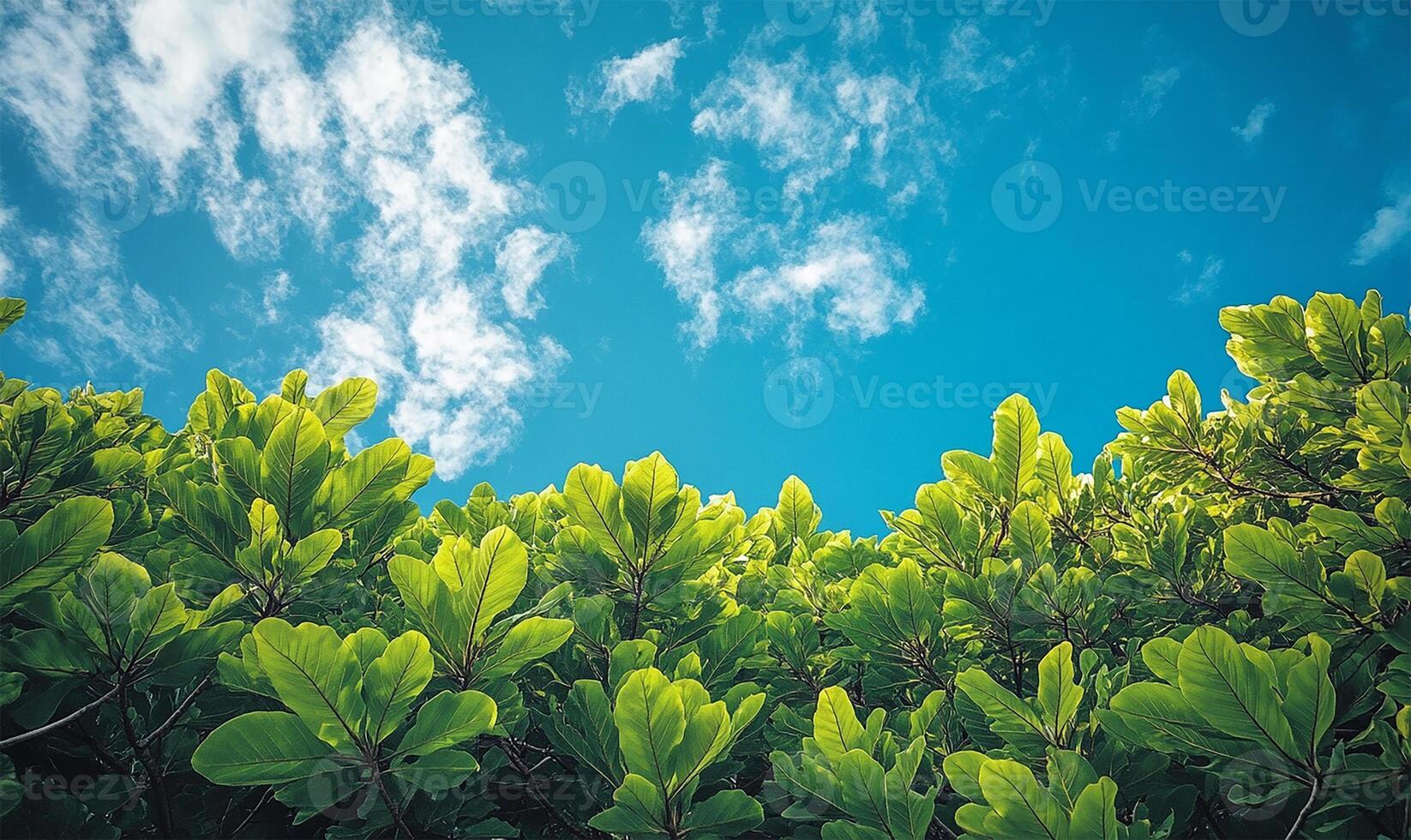 Trees with blue sky background photo