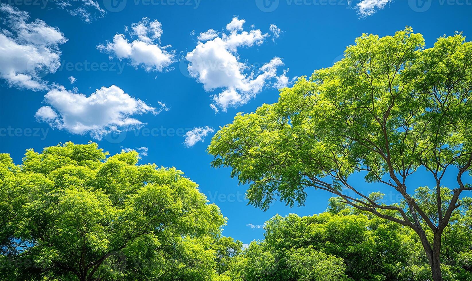 Blue sky with green trees photo