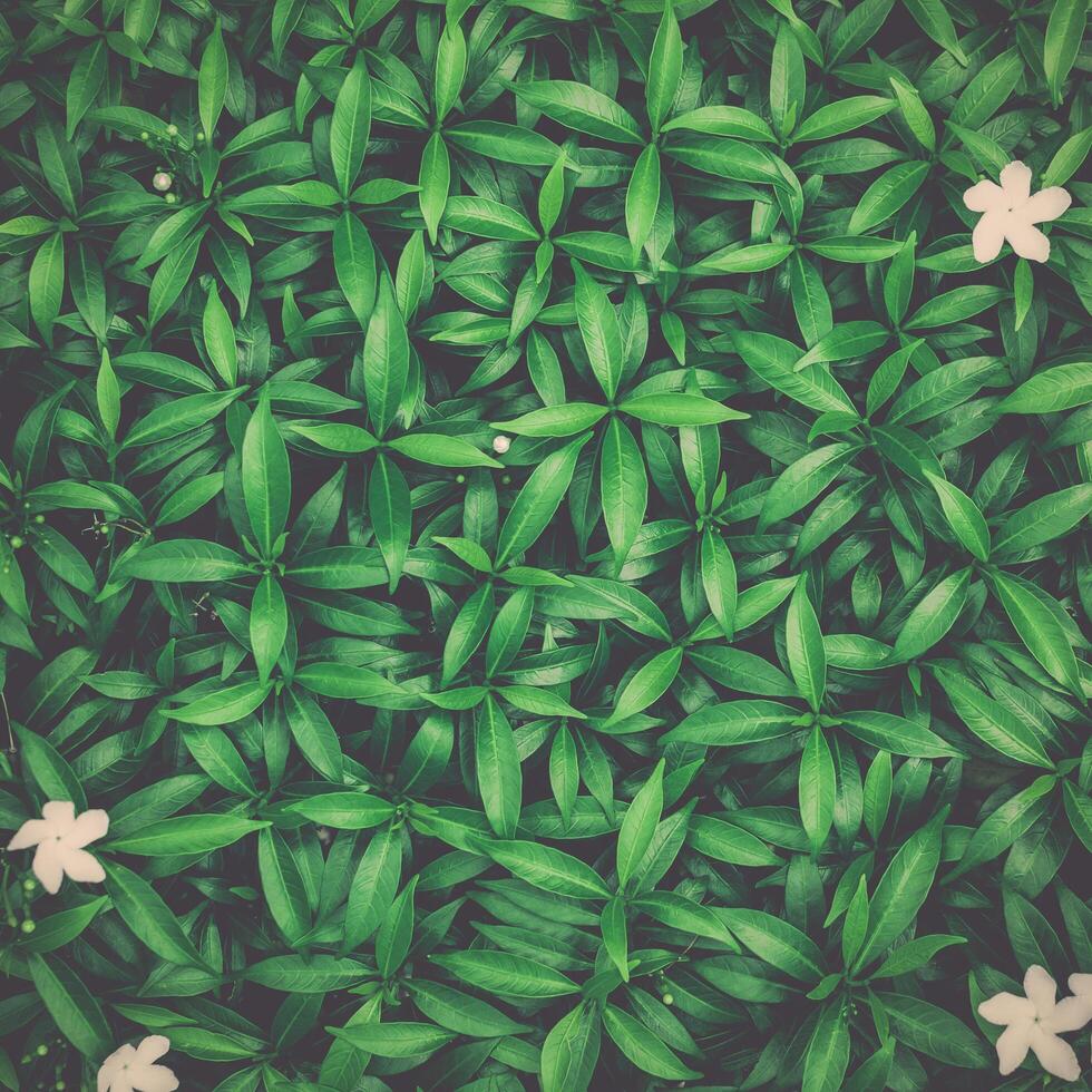 Green leaves background, Tropical leafs texture, Nature concept. photo