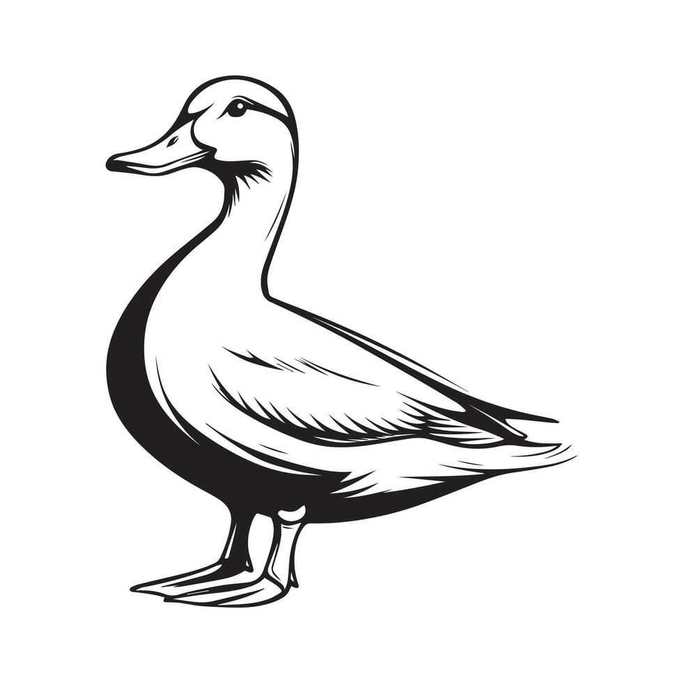 Duck Clipart, Duck Bird silhouette, A Alert standing Duck illustration in black and white vector