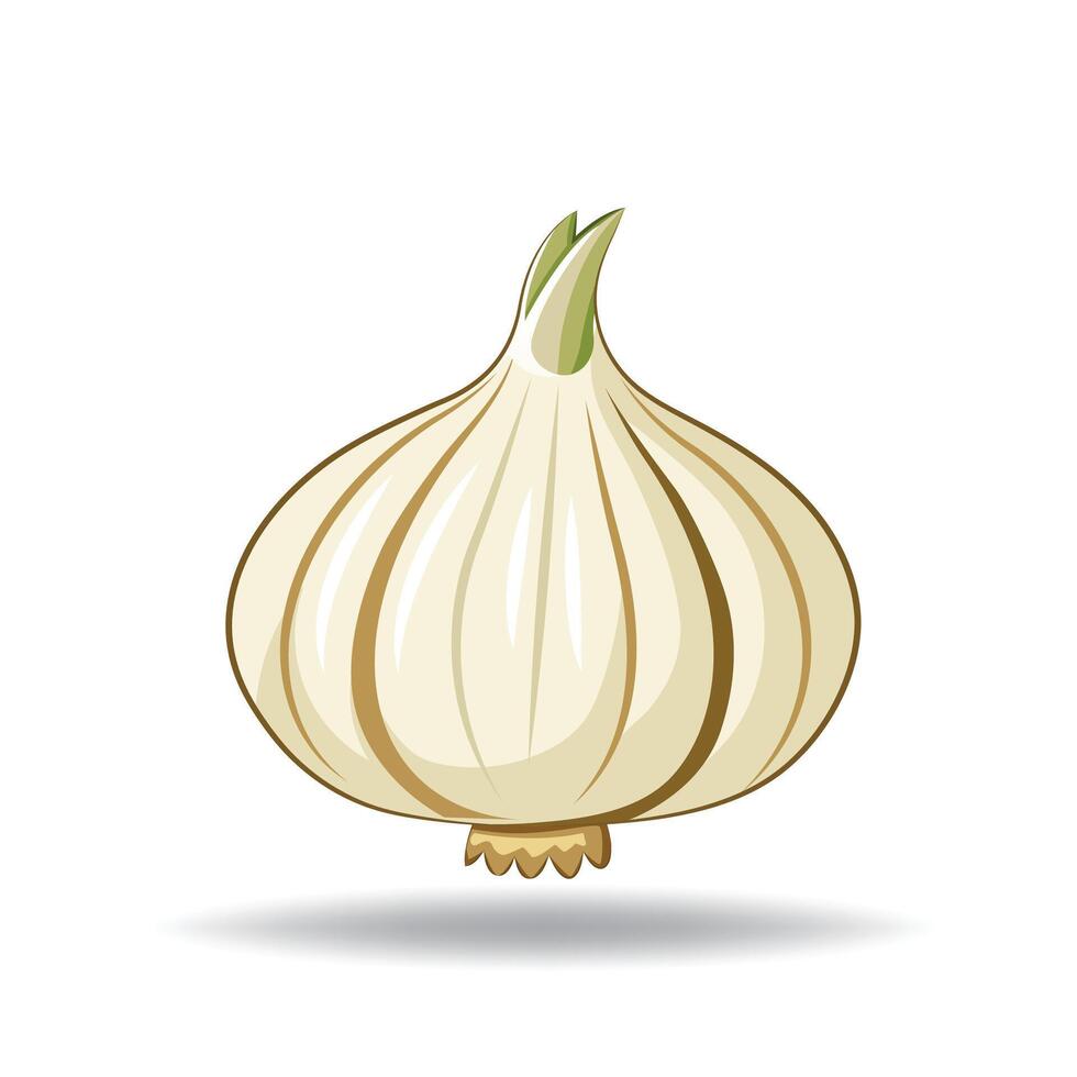 Garlic A Flavorful and Health-Boosting Culinary Essential vector