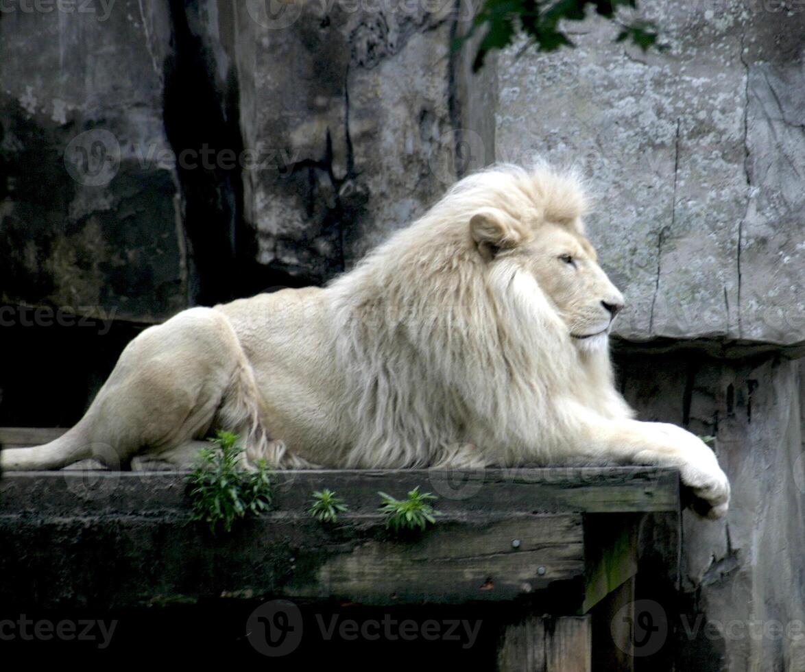 A lion in a zoo. He is lying down and watches over his realm photo