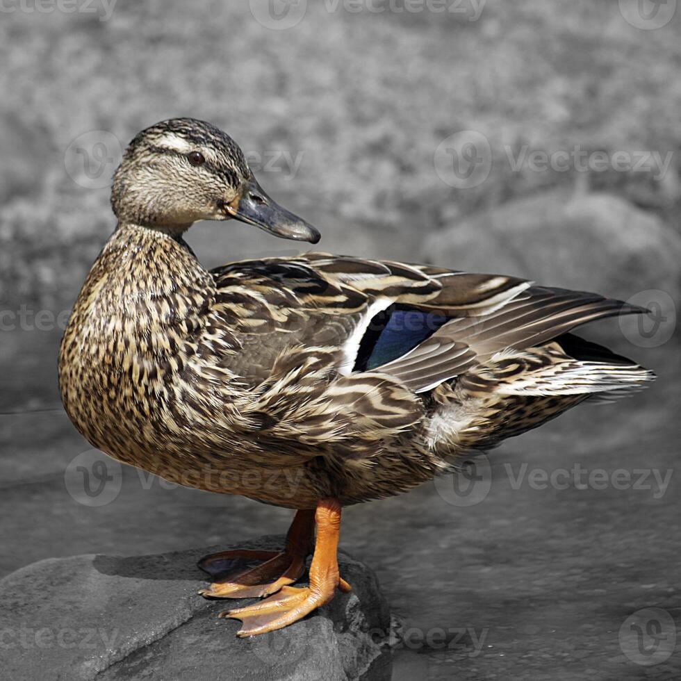 A female mallard standing on a rock photo