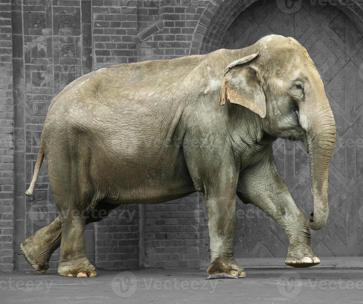 An elephant in a zoo, walking. Two paws are up during a step. Brick wall background photo