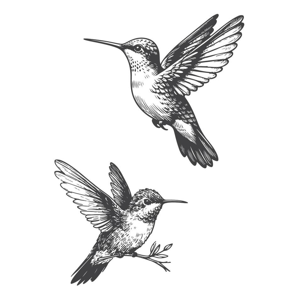 Vintage Hummingbird Illustration vector