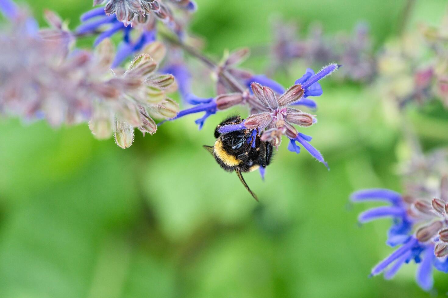 Bumblebee on a flower to collect nectar. Insect pollinating pollen in nature photo