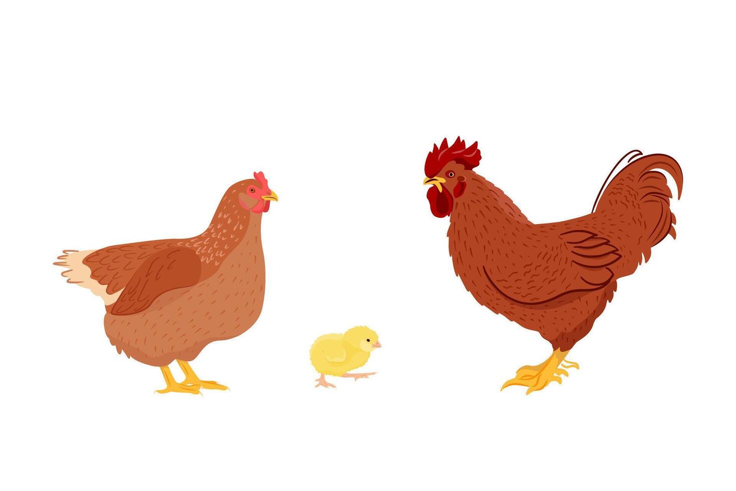 Adorable chicken family - chicken, rooster and chick isolated on white background. Poultry farming. illustration of farm animals in a flat style. vector