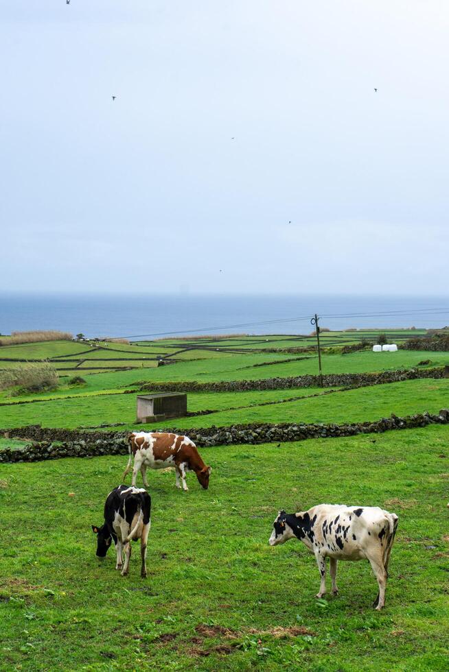 Grazing cows on Terceira Island, Azores, with the stunning Atlantic Ocean as a backdrop. Lush green fields meet deep blue waters, showcasing the serene beauty of nature. photo