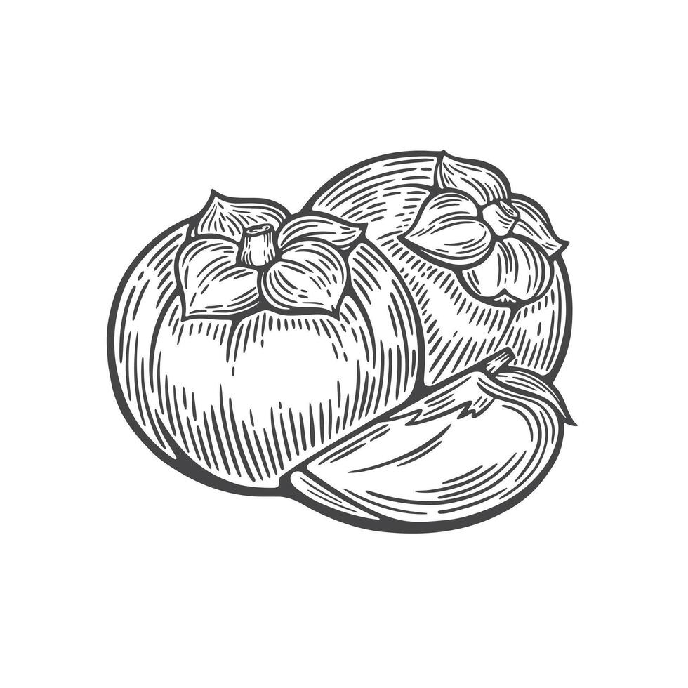 Persimmon line drawing vector