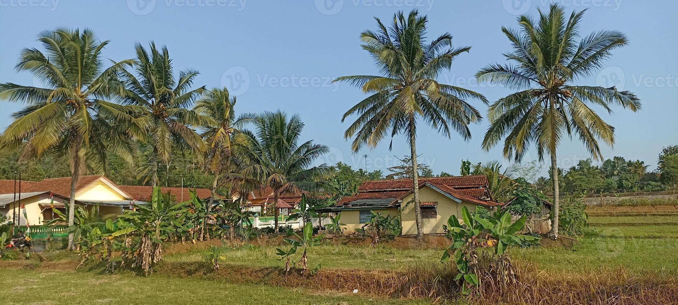 Houses in a rural Asian village surrounded by palm trees and rice paddies, showcasing a serene tropical landscape. photo