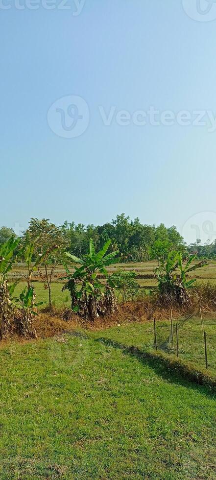 A verdant rice paddy field bathed in the warm glow of the morning sun. photo
