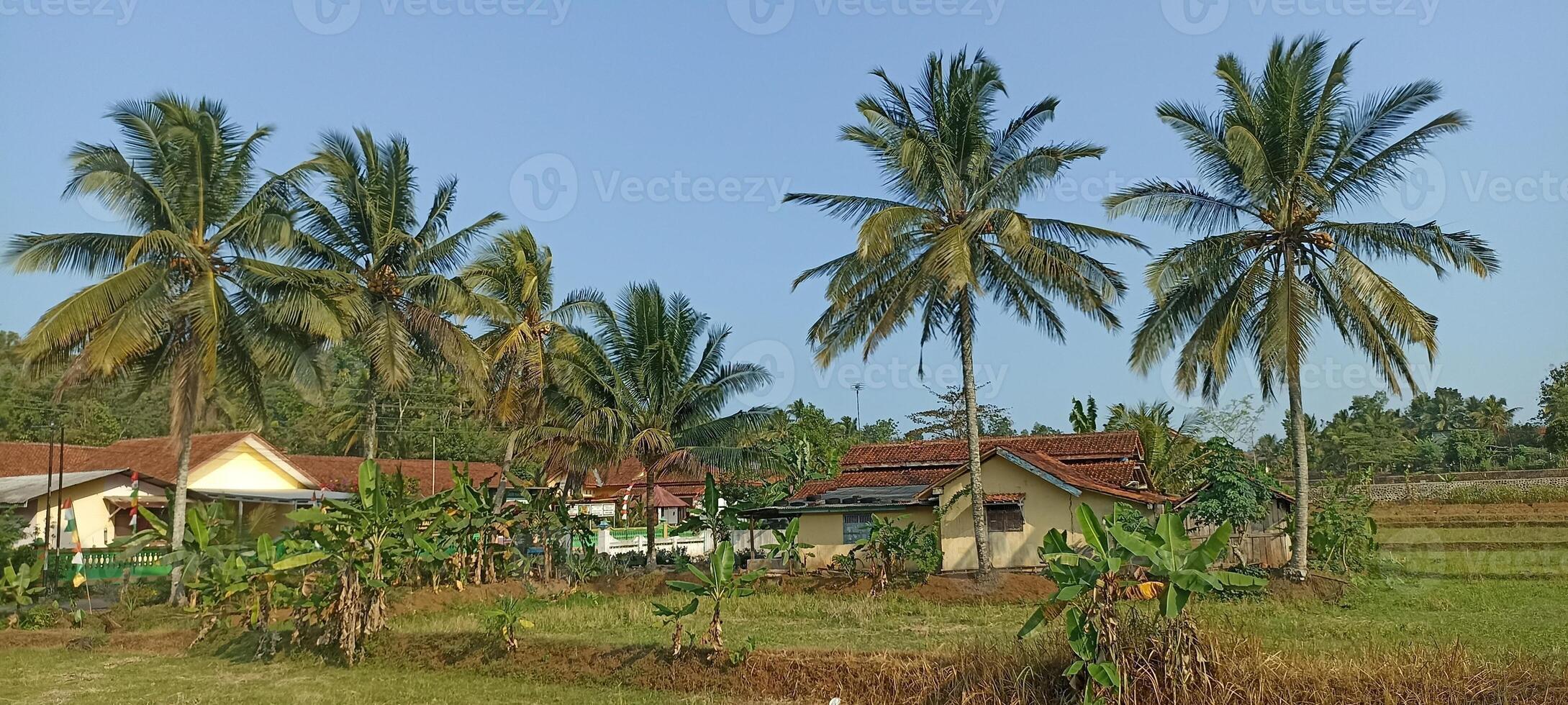 Picturesque rural village landscape with traditional houses, lush green rice fields, and towering coconut trees in Indonesia. photo