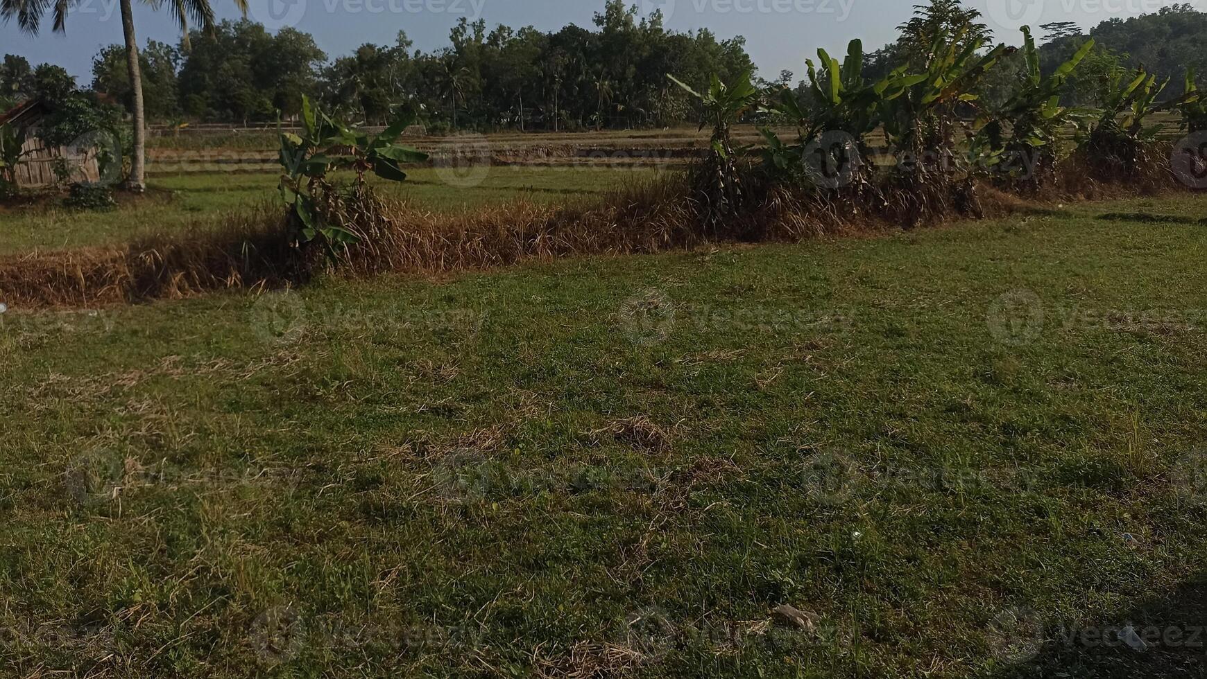 A lush green rice paddy field, ready for cultivation, showcasing the beauty of rural agriculture. photo